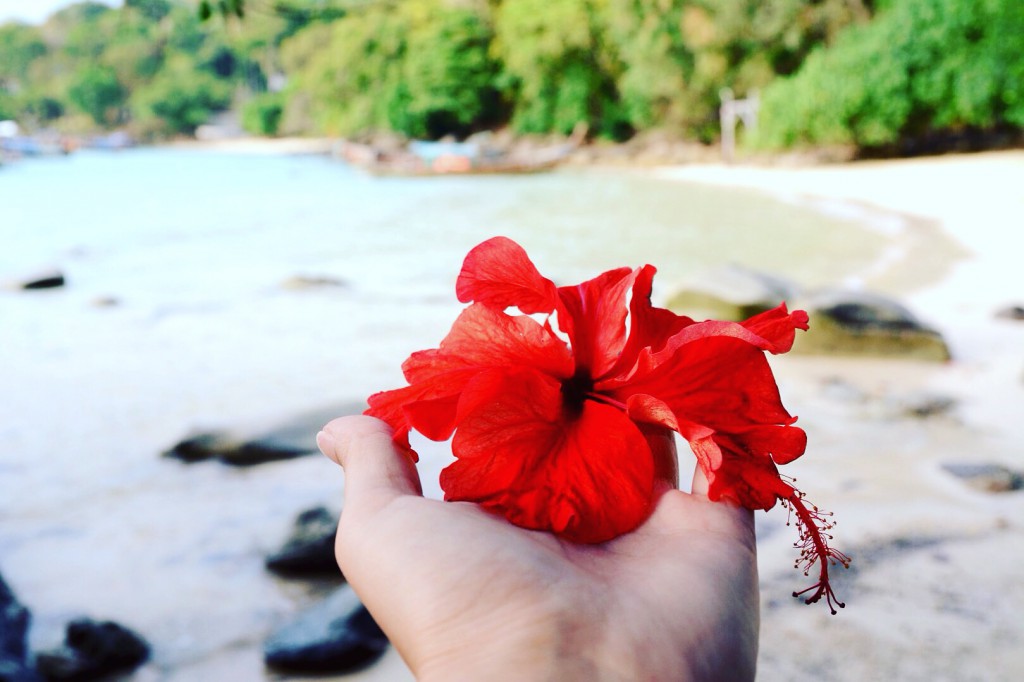 Foto hibiscus