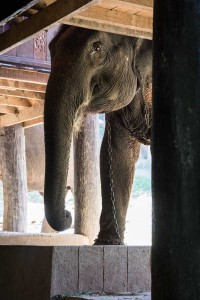 addestramento-elefanti-chiang-mai