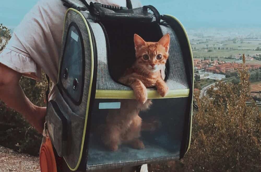 Zaino per gatti: il trasportino preferito da Antonino