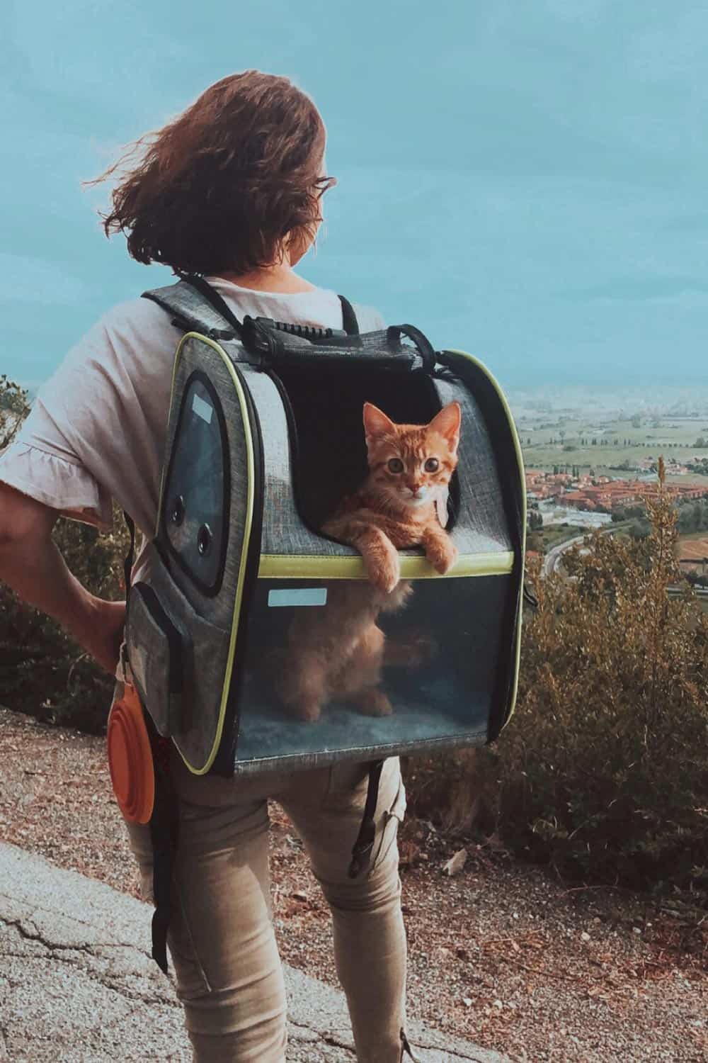 Viaggiare con un Gatto: consigli utili per un gatto sereno in viaggio
